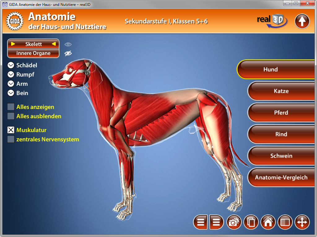 3D-Anatomieansicht eines Hundes mit hervorgehobenen Muskeln und inneren Organen.