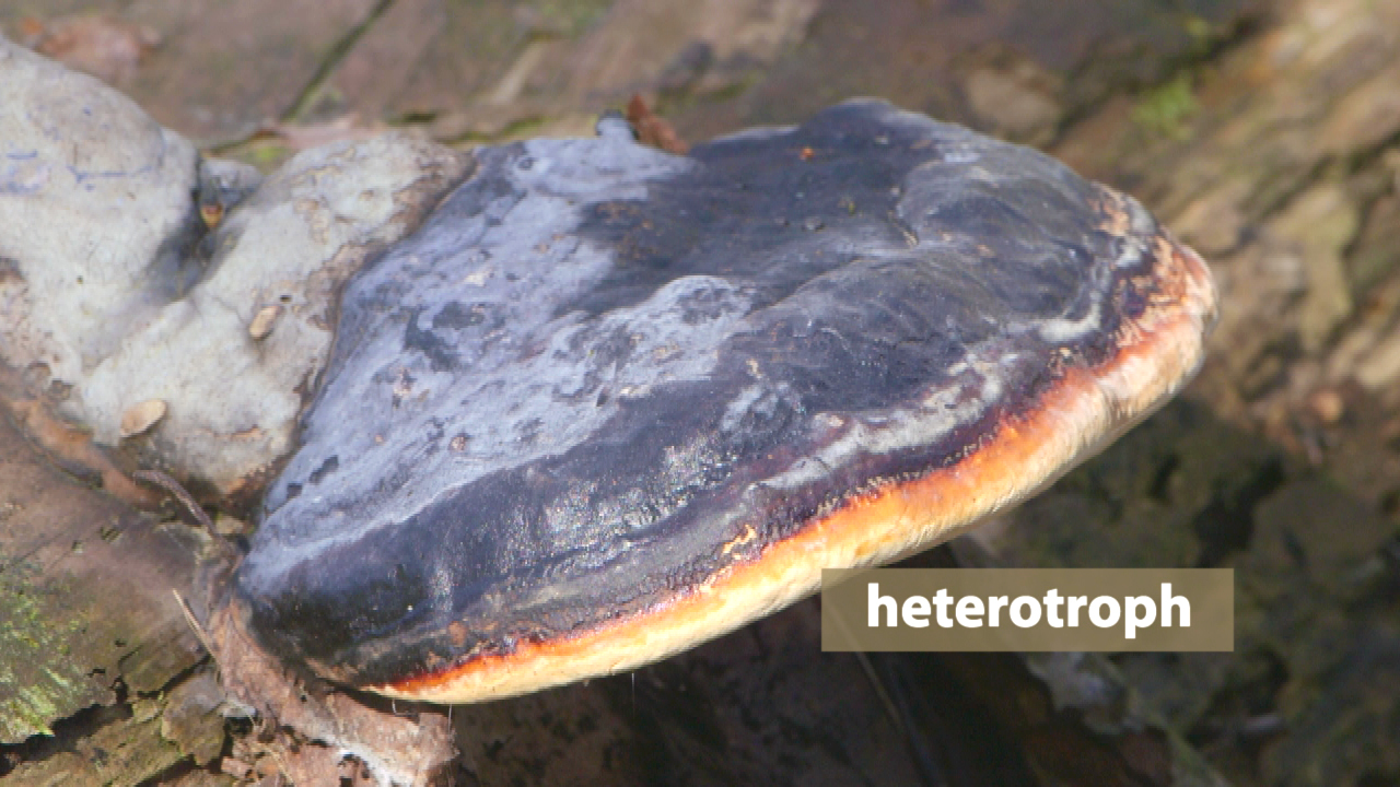 Ein schwarzer Pilz mit orangefarbenem Rand, der auf einem Baumstamm wächst, beschriftet mit 'heterotroph'.