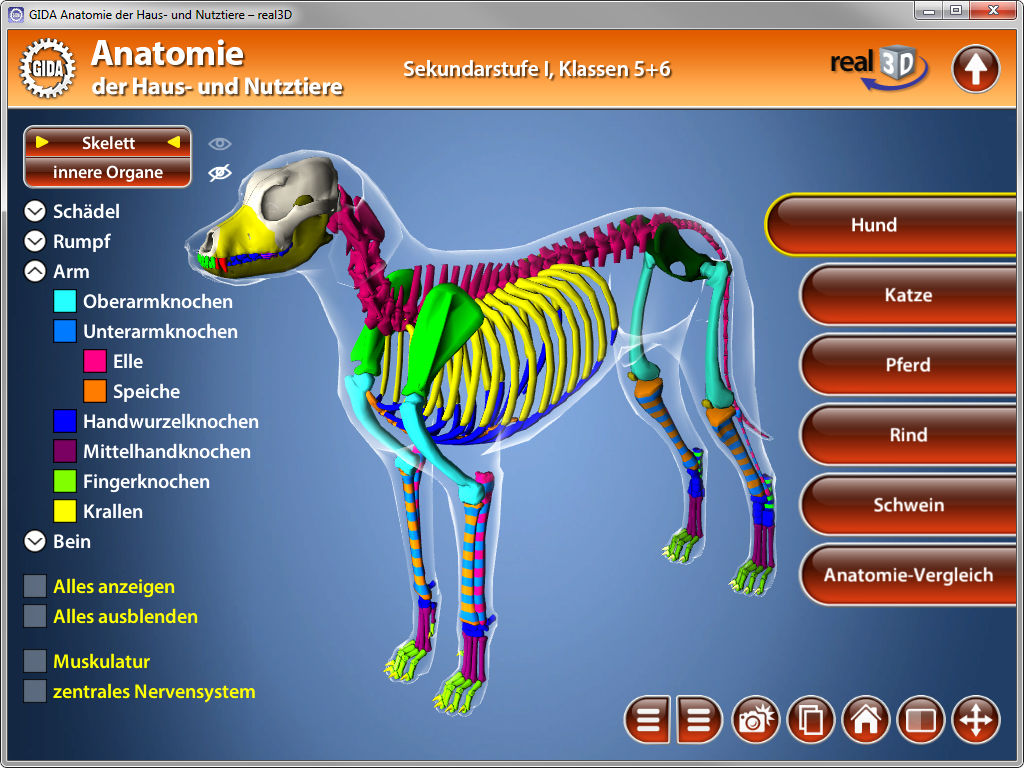3D-Darstellung des Skeletts eines Hundes mit beschrifteten Knochen und Organen.