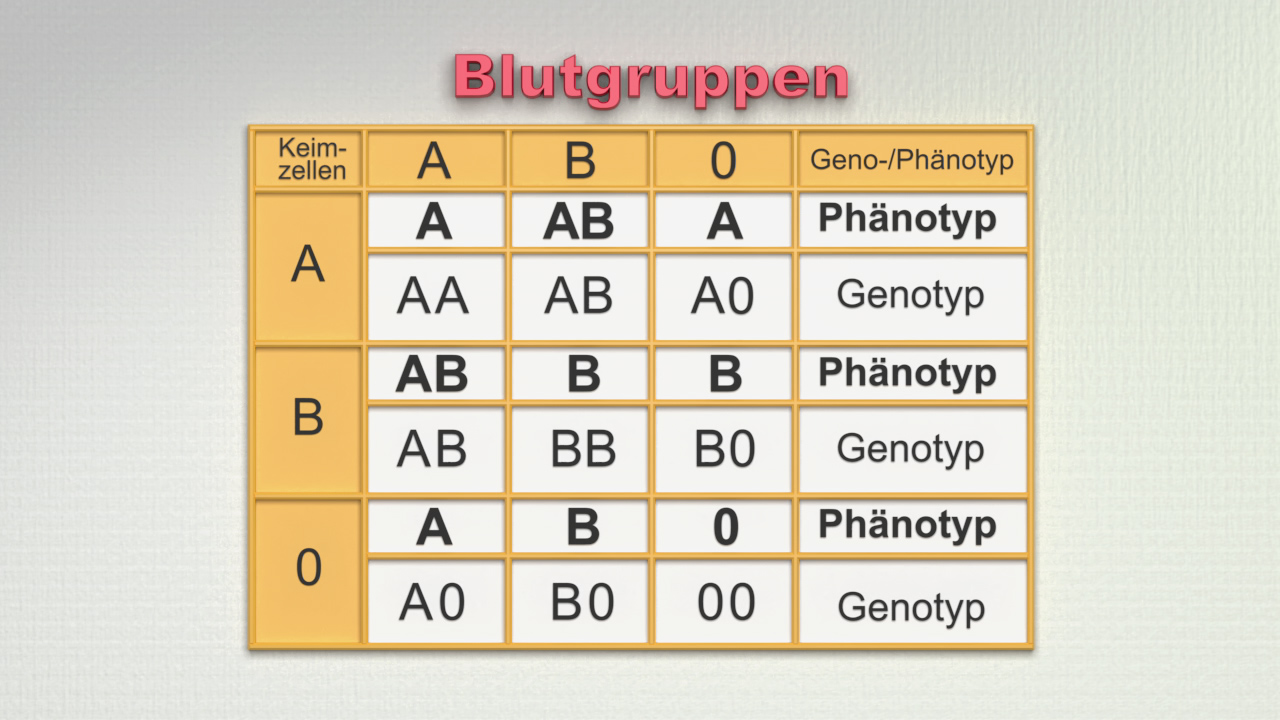 Tabelle über Blutgruppen mit den Genotypen und Phänotypen für die Gruppen A, B und 0.