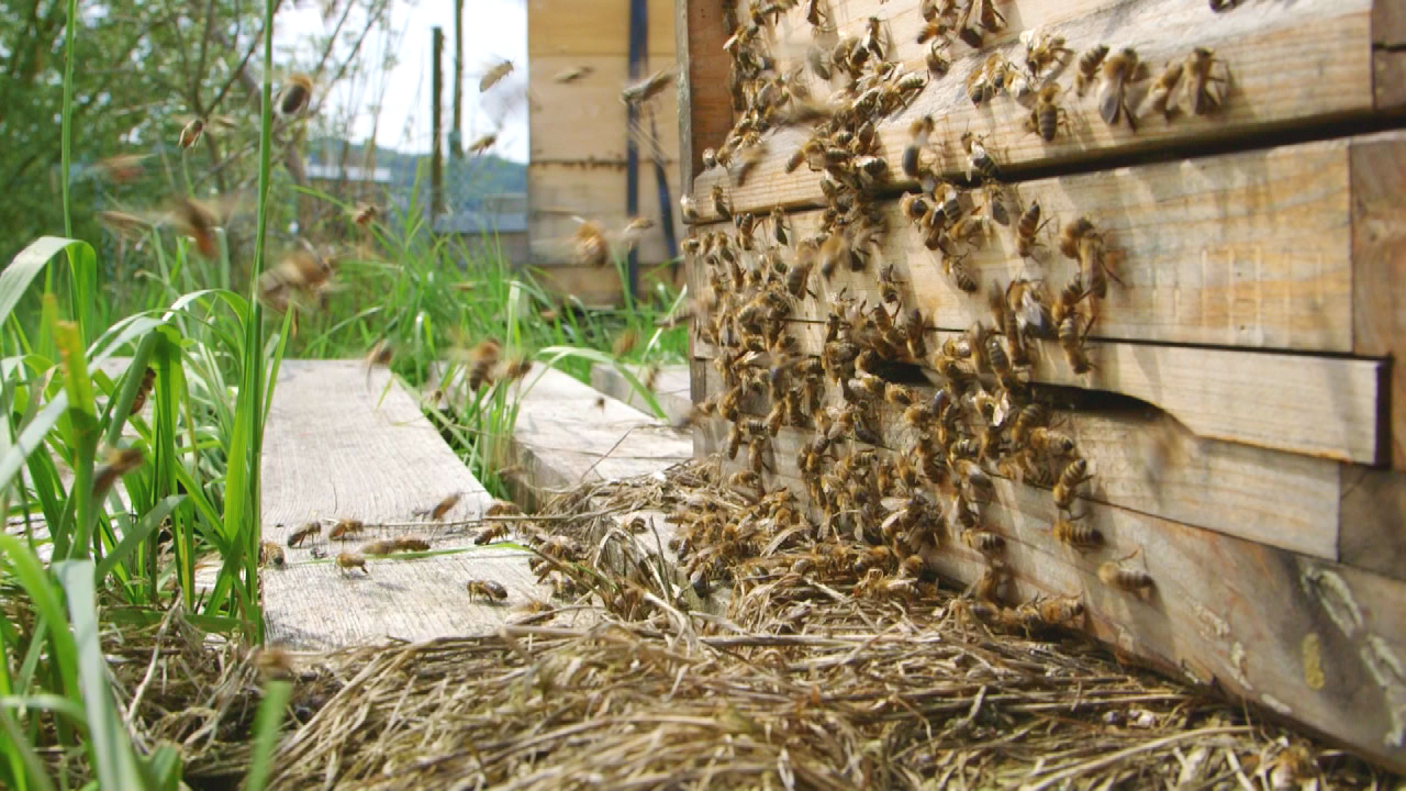 Bienen fliegen aus einem Bienenstock, umgeben von Gras und Holz.