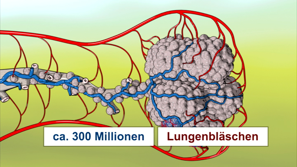 Grafik, die die Struktur der Lungenbläschen zeigt, mit ca. 300 Millionen Lungenbläschen in menschlichen Lungen.
