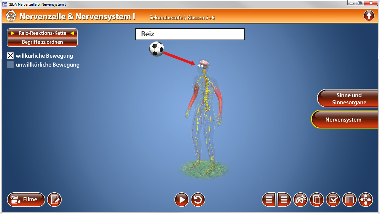 Diagramm des Nervensystems mit einer Darstellung einer Reizreaktion, die einen Fußball zeigt.