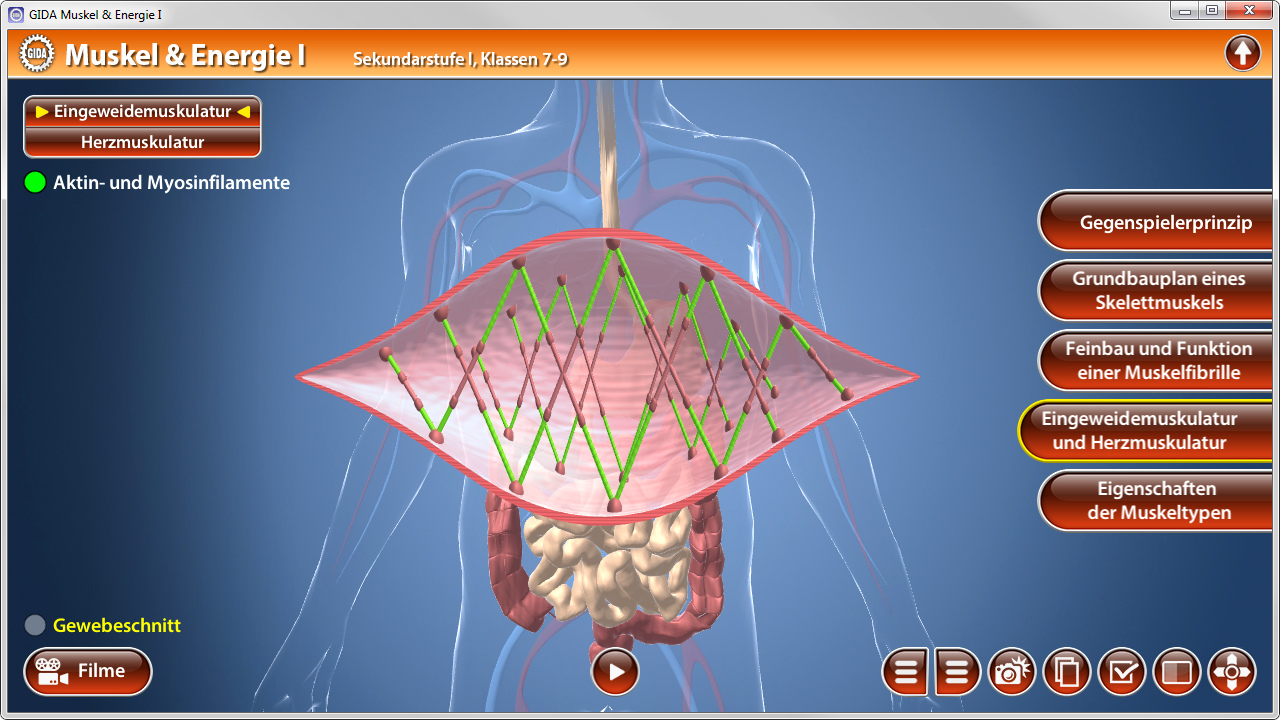 Diagramm zur Muskel- und Energieanatomie, zeigt Aktin- und Myosinfilamente sowie Herz- und Skelettmuskulatur.