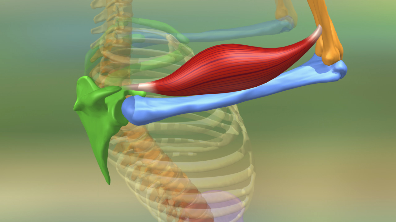 Grafik zeigt die Anatomie eines Muskels, der an einem Skelettteil befestigt ist, mit farblichen Markierungen für Muskel, Knochen und Wirbelsäule.