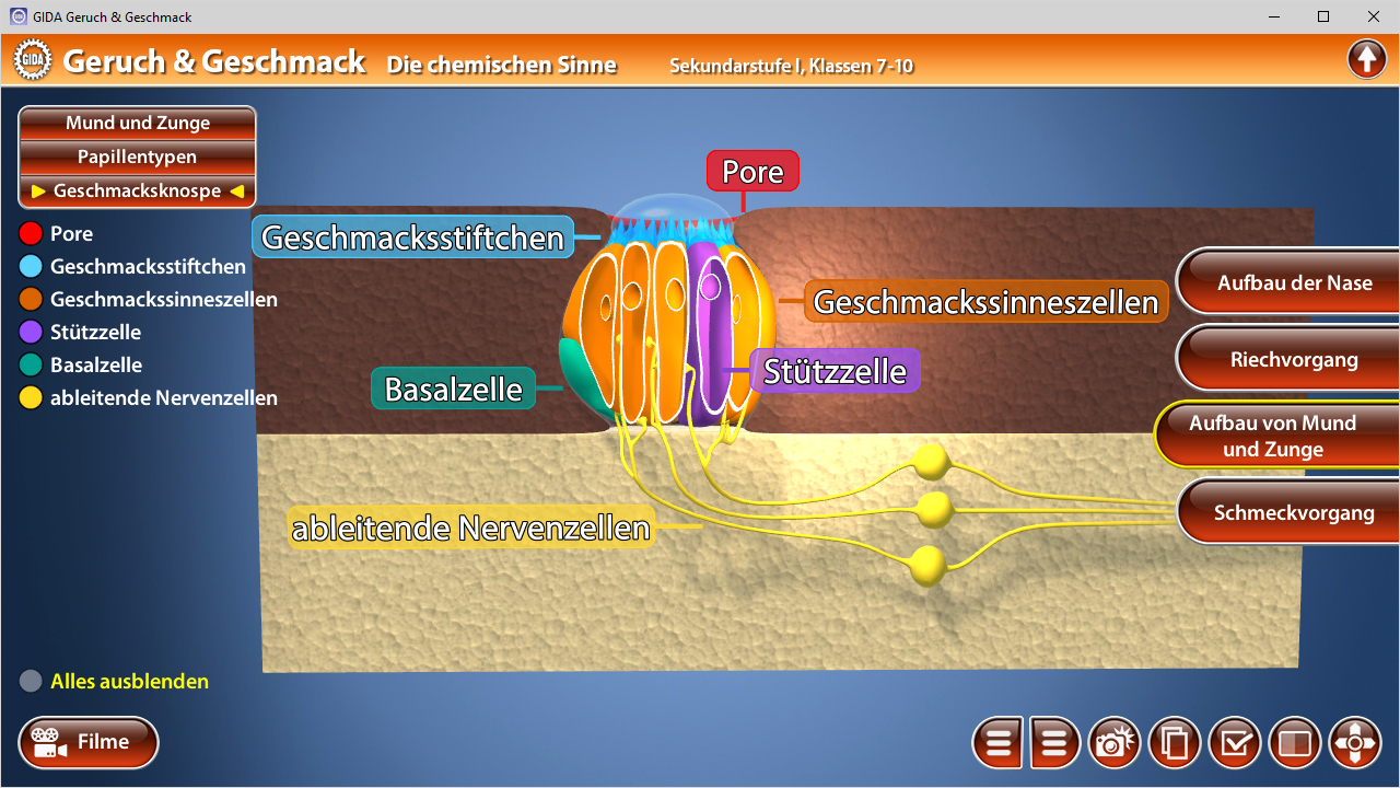 Diagramm der Geschmackswahrnehmung mit Pore, Geschmacksnerv und Geschmackszellen.