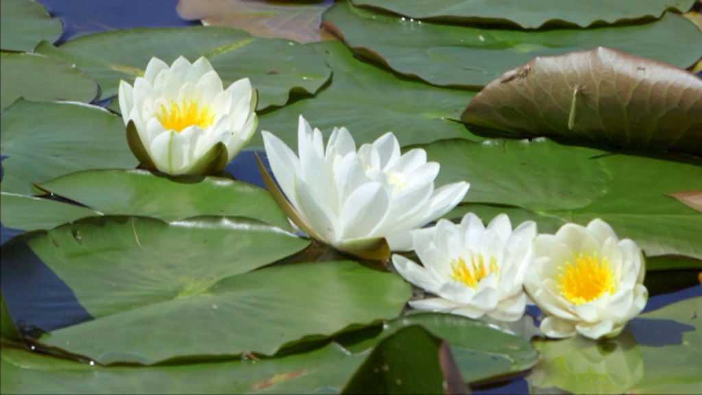 Weiß-blühende Seerosen auf grünen Seerosenblättern in einem Teich.