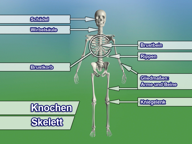 Skelettdiagramm mit Beschriftungen für Schädel, Wirbelsäule, Brustbein, Rippen, Arme, Beine und Kniegelenk.