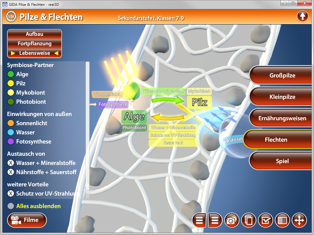 Interaktive Grafik über Pilze und Flechten, zeigt Symbiose zwischen Algen und Pilzen, mit Erklärungen zu Lebensweise und Vorteilen.
