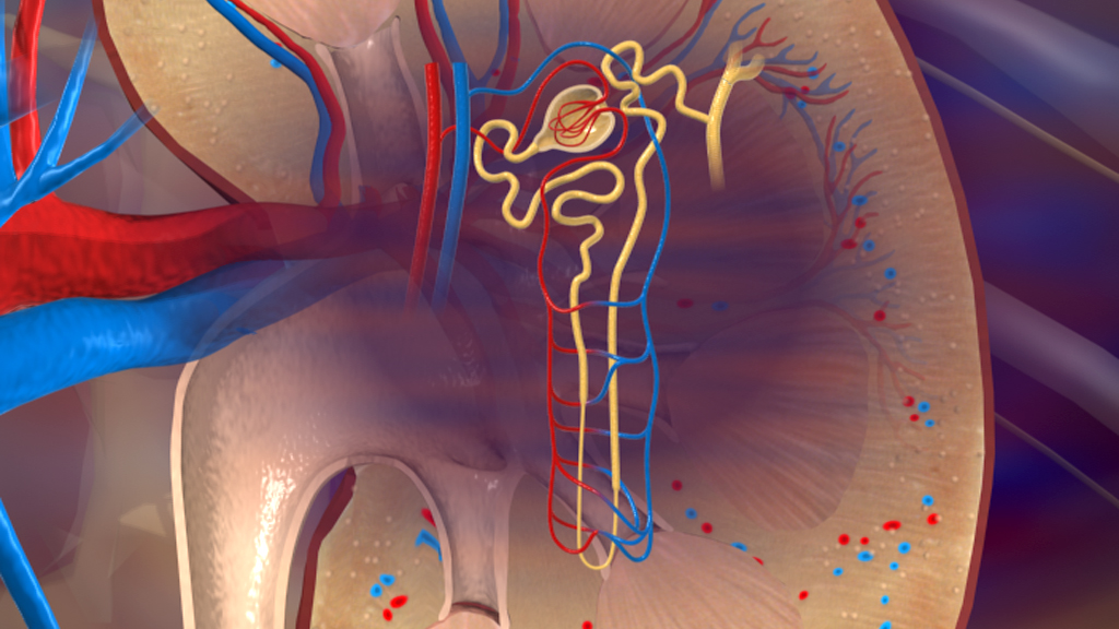 Anatomische Darstellung der Nierenstruktur mit Blutgefäßen, die die Nierenarterie und -vene zeigen.