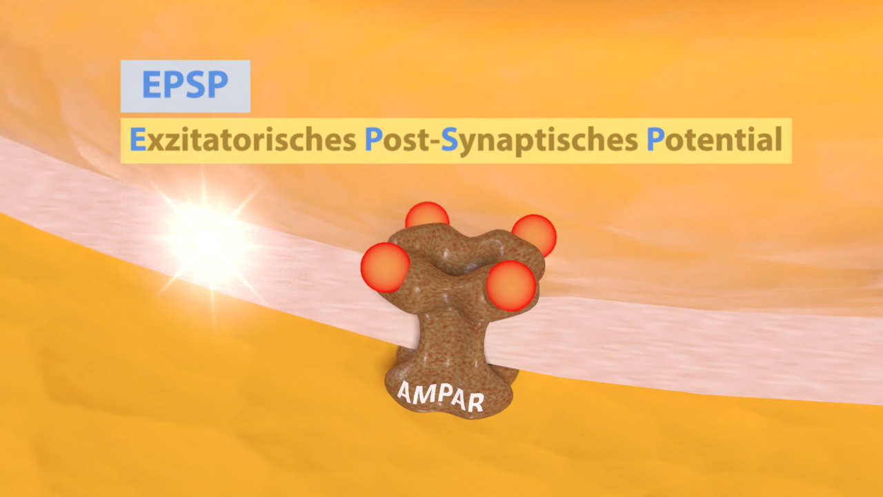 Diagramm eines exzitatorischen postsynaptischen Potentials (EPSP) mit AMPAR-Rezeptoren, die in einer synaptischen Verbindung dargestellt sind.