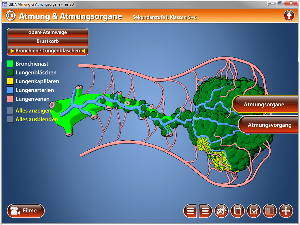 3D-Diagramm des menschlichen Atmungssystems, zeigt Bronchien, Lungenbläschen und Lungengefäße.