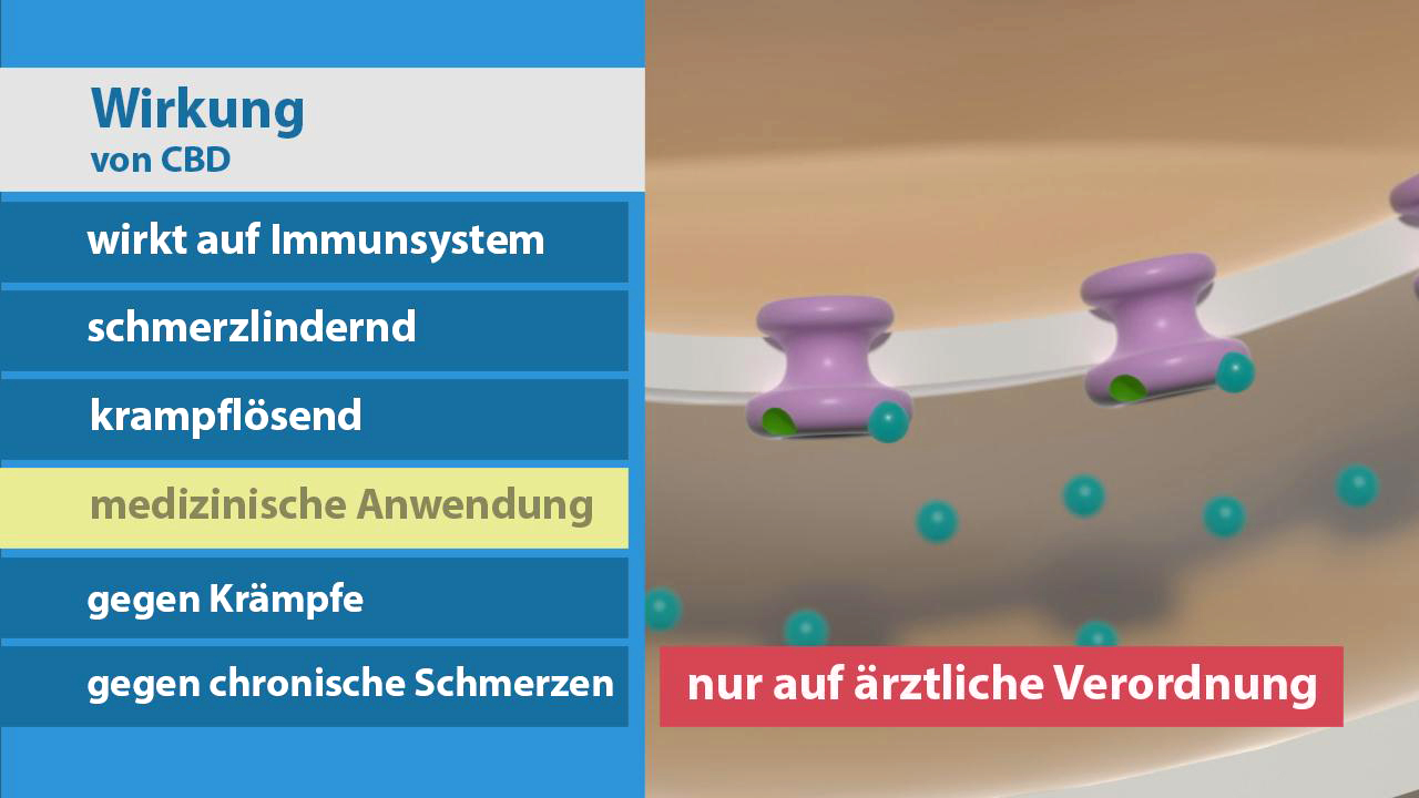 Infografik über die Wirkung von CBD: wirkt auf Immunsystem, schmerzlindernd, krampflösend, medizinische Anwendung nur auf ärztliche Verordnung.