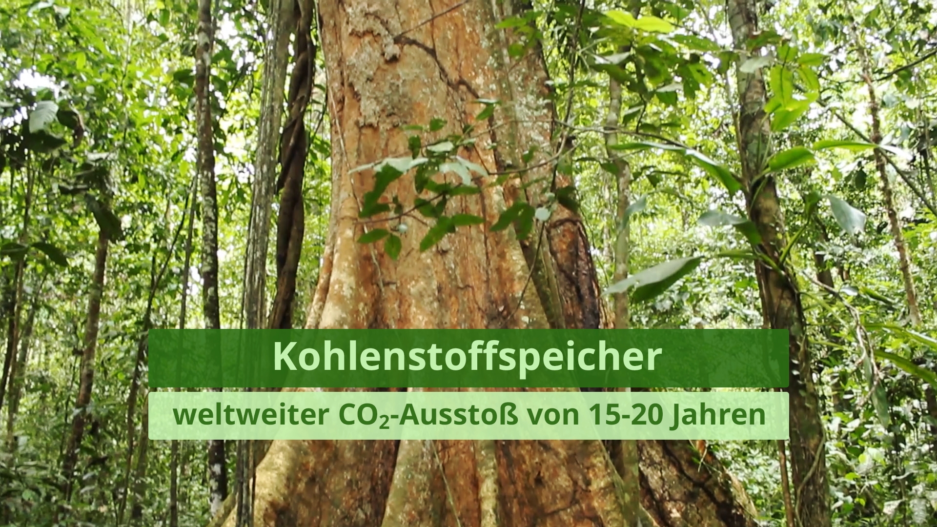 Stamm eines großen Baums im Regenwald mit Text 'Kohlenstoffspeicher weltweiter CO₂-Ausstoß von 15-20 Jahren'