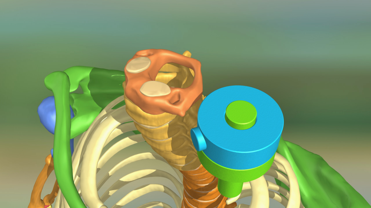 3D-Darstellung der menschlichen Wirbelsäule mit farblich hervorgehobenen Wirbelkörpern und Gelenken.