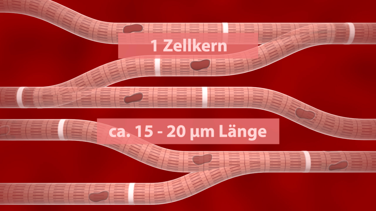 Grafik zeigt Muskelzellen mit Zellkernen und einer Länge von ca. 15-20 µm.