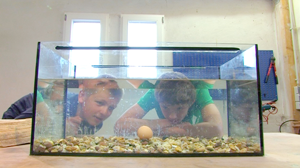 Zwei Kinder schauen fasziniert in ein Aquarium mit Wasser und Kies, in dem ein Ei schwimmt.