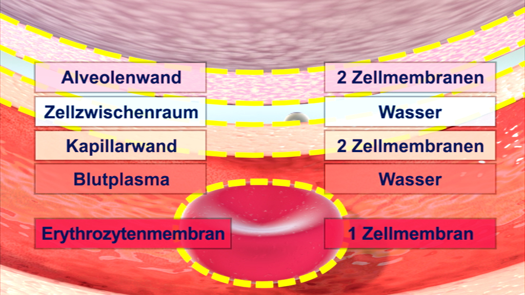 Diagramm, das die Schichten und Komponenten der Alveolen und Blutkapillaren zeigt, einschließlich Zellmembranen, Wasser und Erythrozytenmembran.