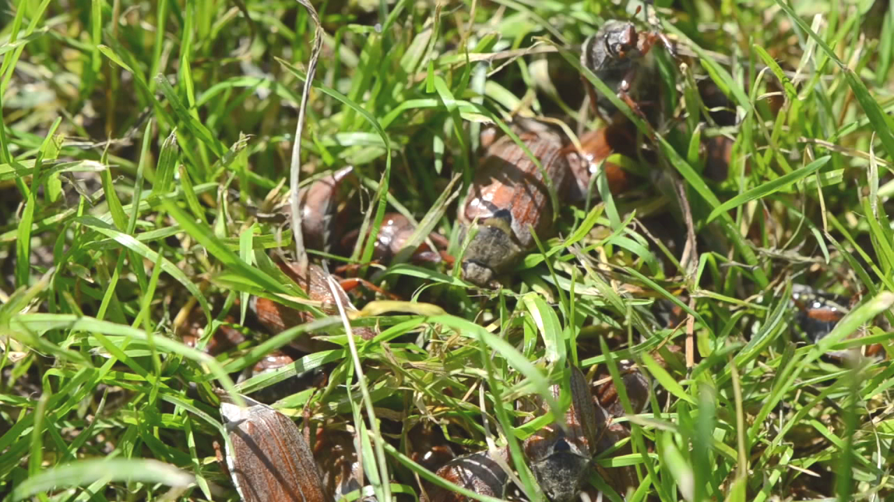 Eine Gruppe von Käfern versteckt sich im Gras, einige sind farbenfroh und glänzend.