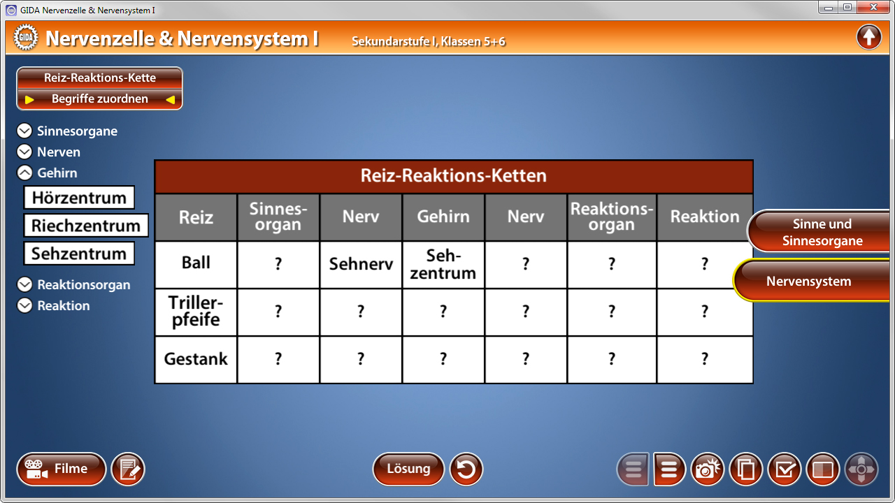 Tabelle zur Zuordnung von Begriffen im Nervensystem, einschließlich Reiz, Sinnesorgan, Gehirn, Reaktionsorgan und Reaktion.