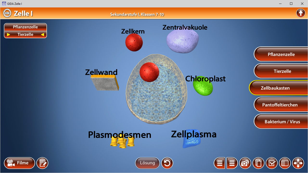 Diagramm einer Pflanzenzelle mit Zellkern, Zentralvakuole, Zellwand, Chloroplast, Plasmodesmen und Zellplasma.