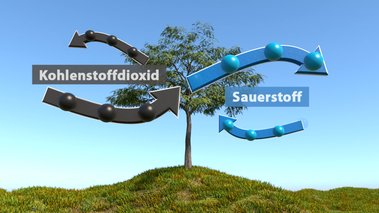 Diagramm zeigt den Austausch von Kohlenstoffdioxid und Sauerstoff zwischen einem Baum und der Umgebung.