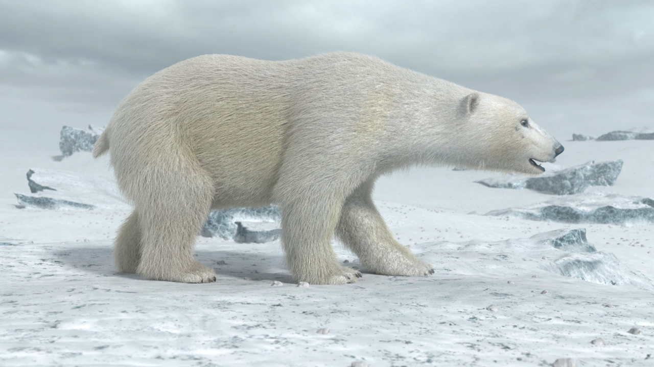 Ein Eisbär läuft über eine schneebedeckte Eislandschaft.
