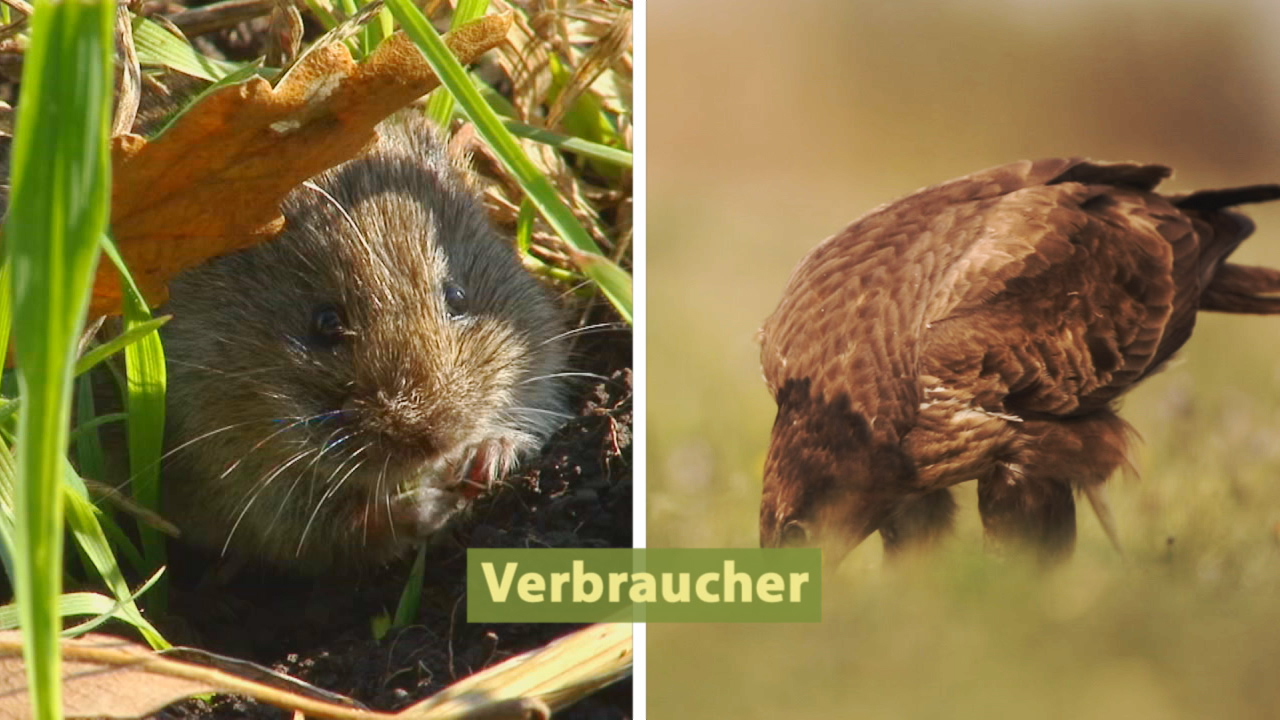 Ein Wühlmaus, die im Gras sitzt, und ein Greifvogel, der sich nach unten beugt.