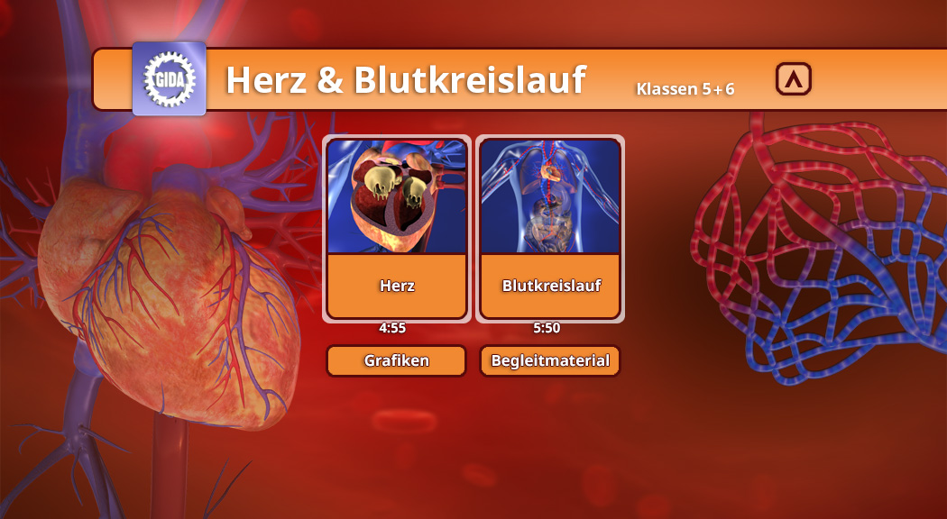 Interaktive Darstellung des Herzens und Blutkreislaufs mit Grafiken und Begleitmaterial für die Klassen 5-6.