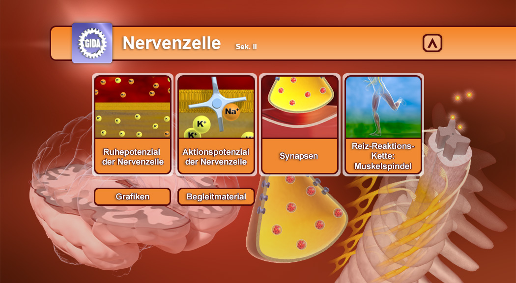 Menü des Films mit den Themen: Ruhepotenzial, Aktionspotenzial, Synapsen, Reiz-Reaktionskette.