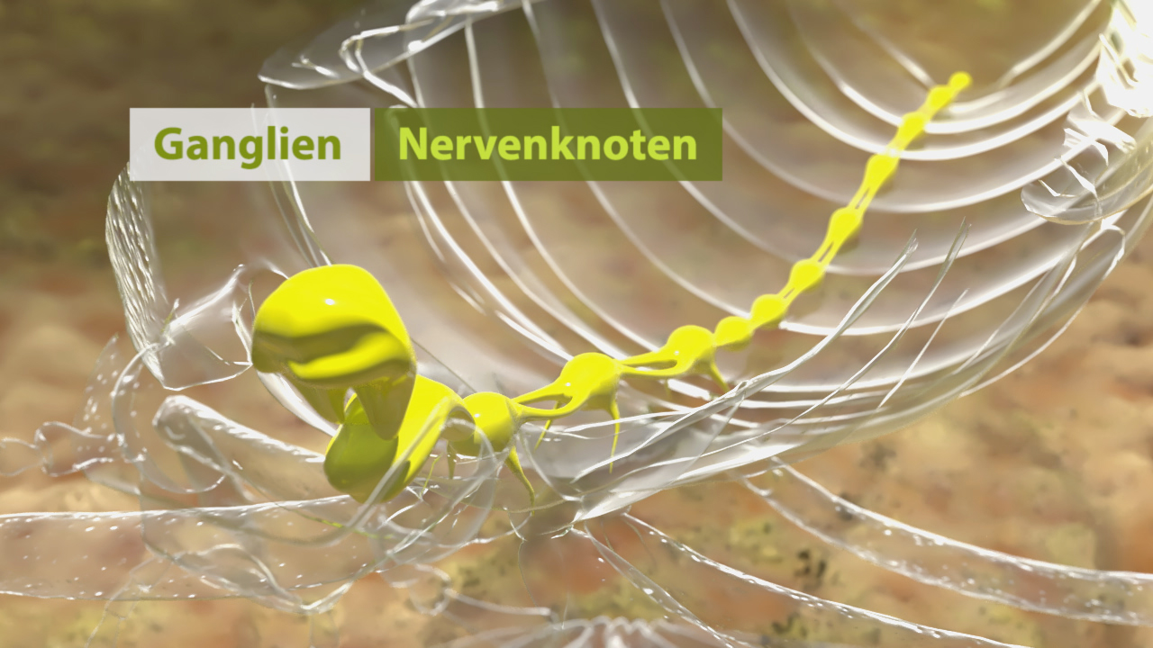 Grafik zeigt ein gelbes, schlangenähnliches Wesen, das durch ein transparentes Nervensystem gleitet, mit den Beschriftungen 'Ganglien' und 'Nervenknoten'.