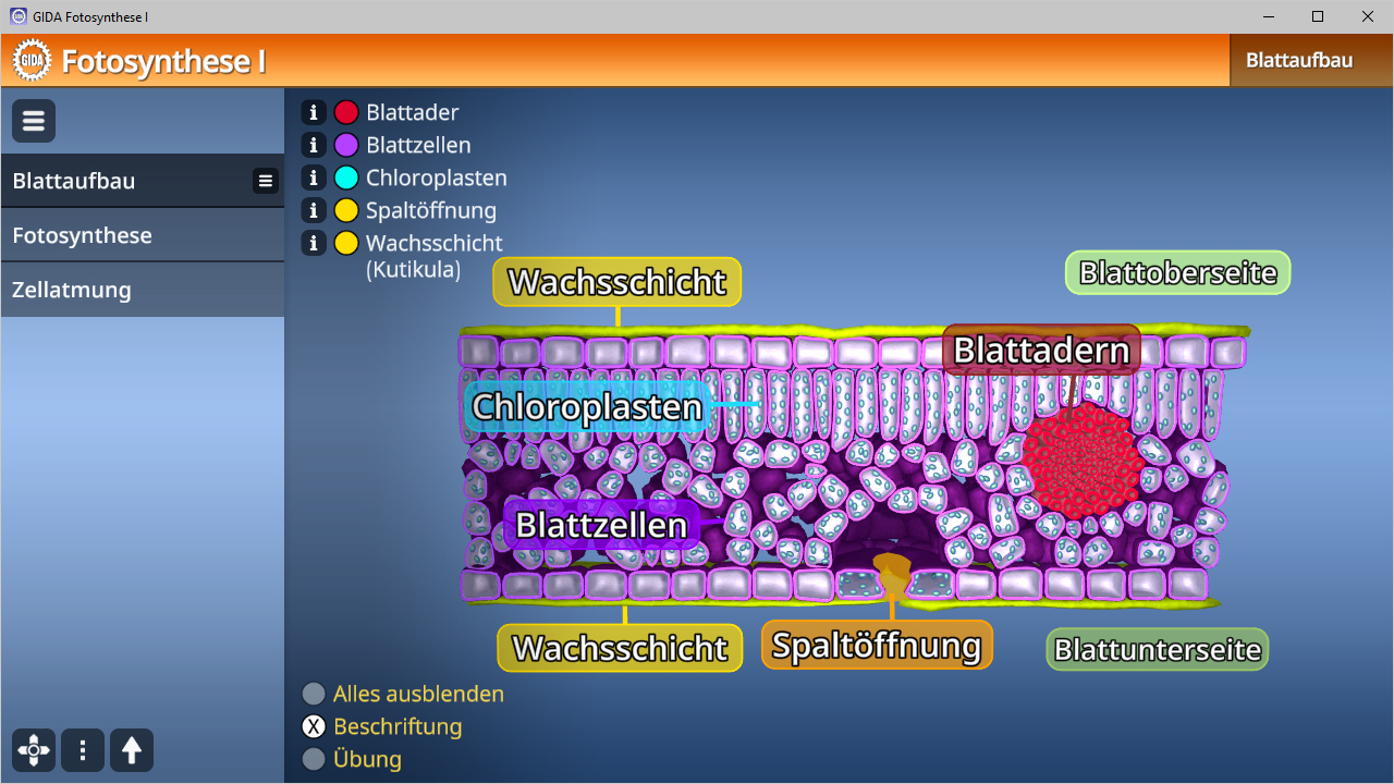 Diagramm des Blattaufbaus mit Beschriftungen für Blätter, Chloroplasten, Spaltöffnungen und Wachsschicht.