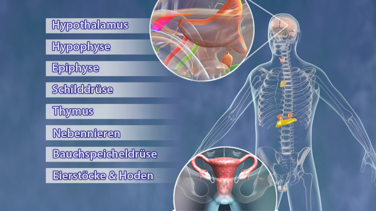 Diagramm des menschlichen Körpers mit hervorgehobenen endokrinen Drüsen: Hypothalamus, Hypophyse, Epiphyse, Schilddrüse, Thymus, Nebennieren, Bauchspeicheldrüse, Eierstöcke und Hoden.