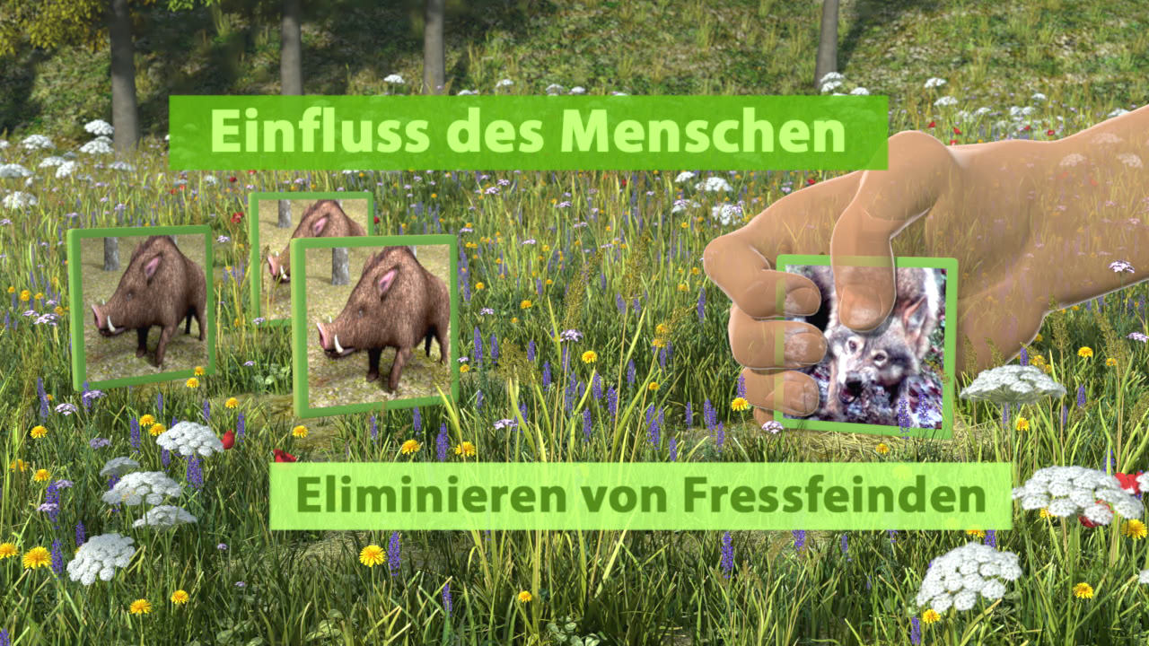 Grafik, die den Einfluss des Menschen auf die Natur zeigt, mit Bildern von Wildschweinen und dem Text 'Einfluss des Menschen' und 'Eliminieren von Fressfeinden'.