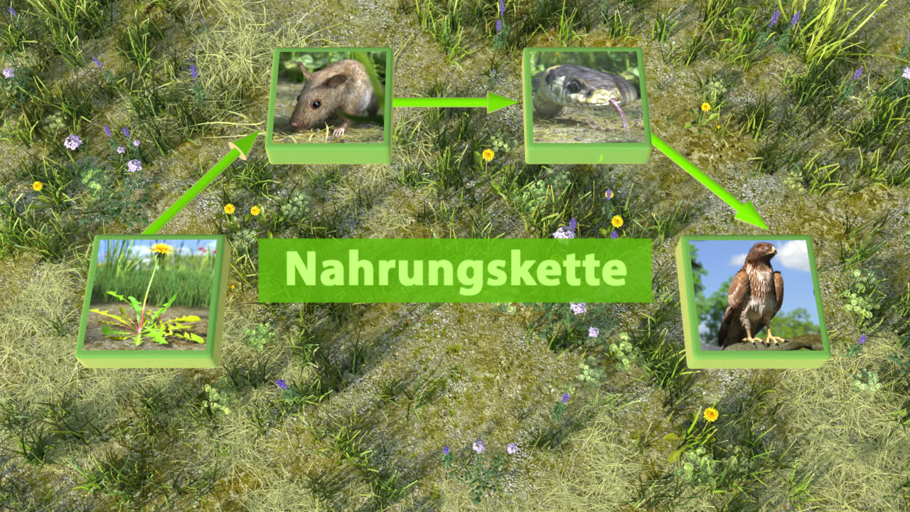 Grafik einer Nahrungs- oder Nahrungskette mit Pflanzen, einem Nagetier, einem Vogel und einem Raubvogel.