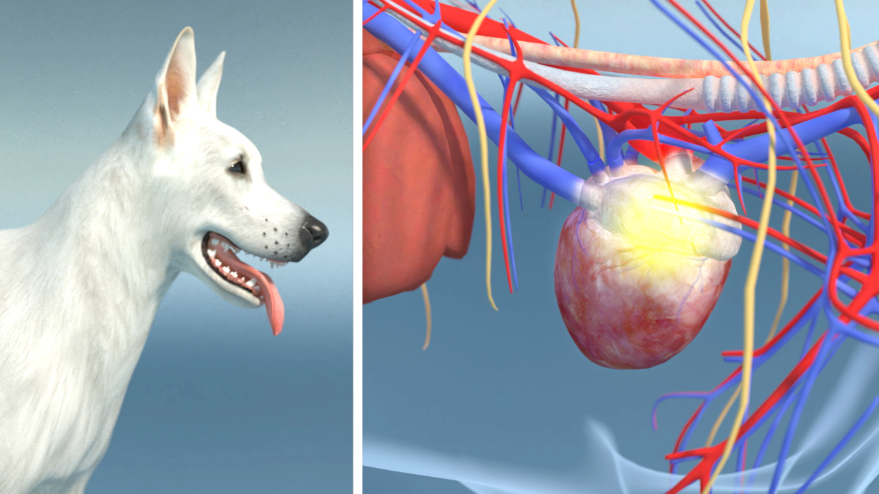 Grafik eines Hundes und einer anatomischen Darstellung des Herzens mit Blutgefäßen.