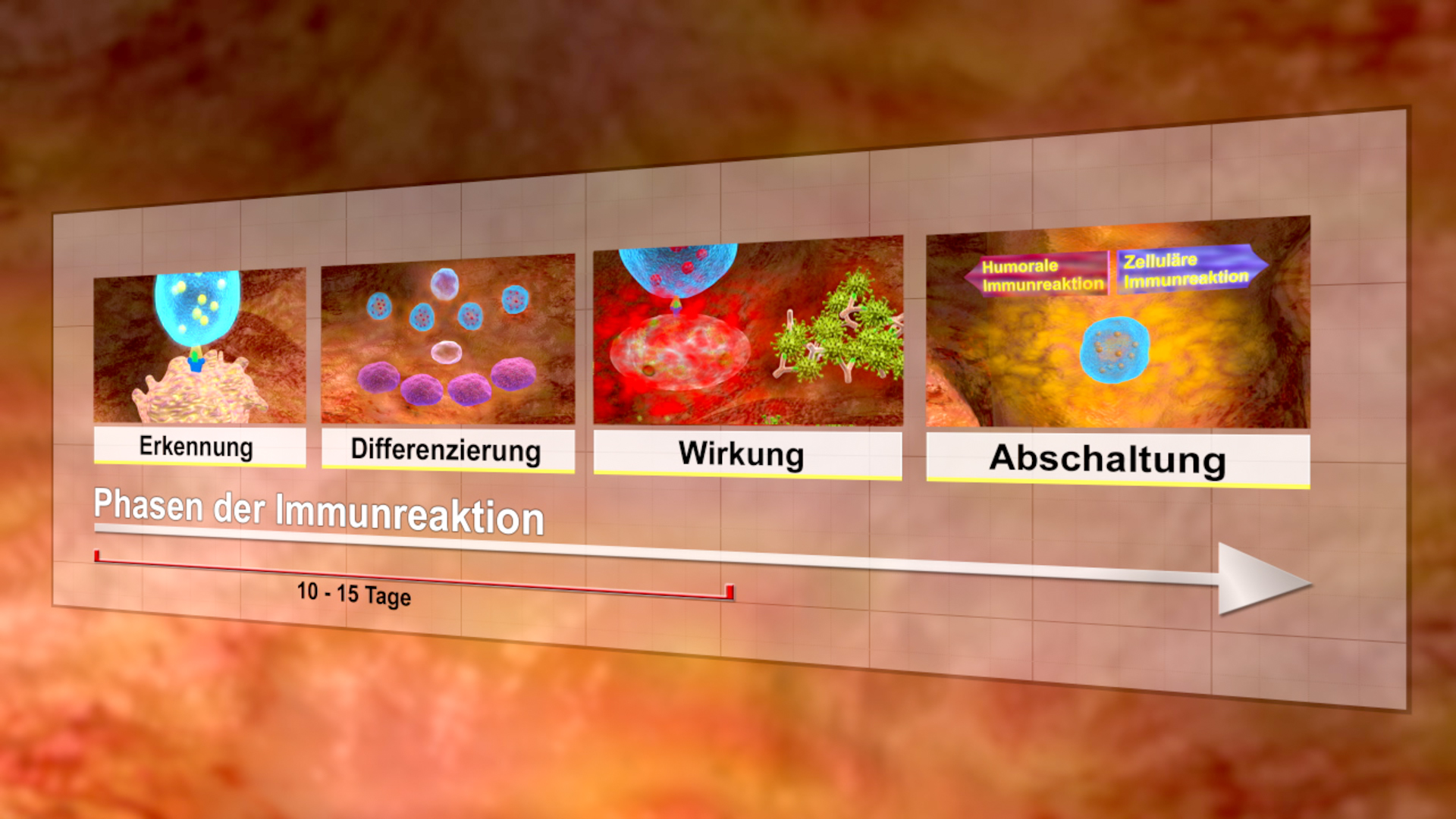 Infografik zu den Phasen der Immunreaktion: Erkennung, Differenzierung, Wirkung, Abschaltung.