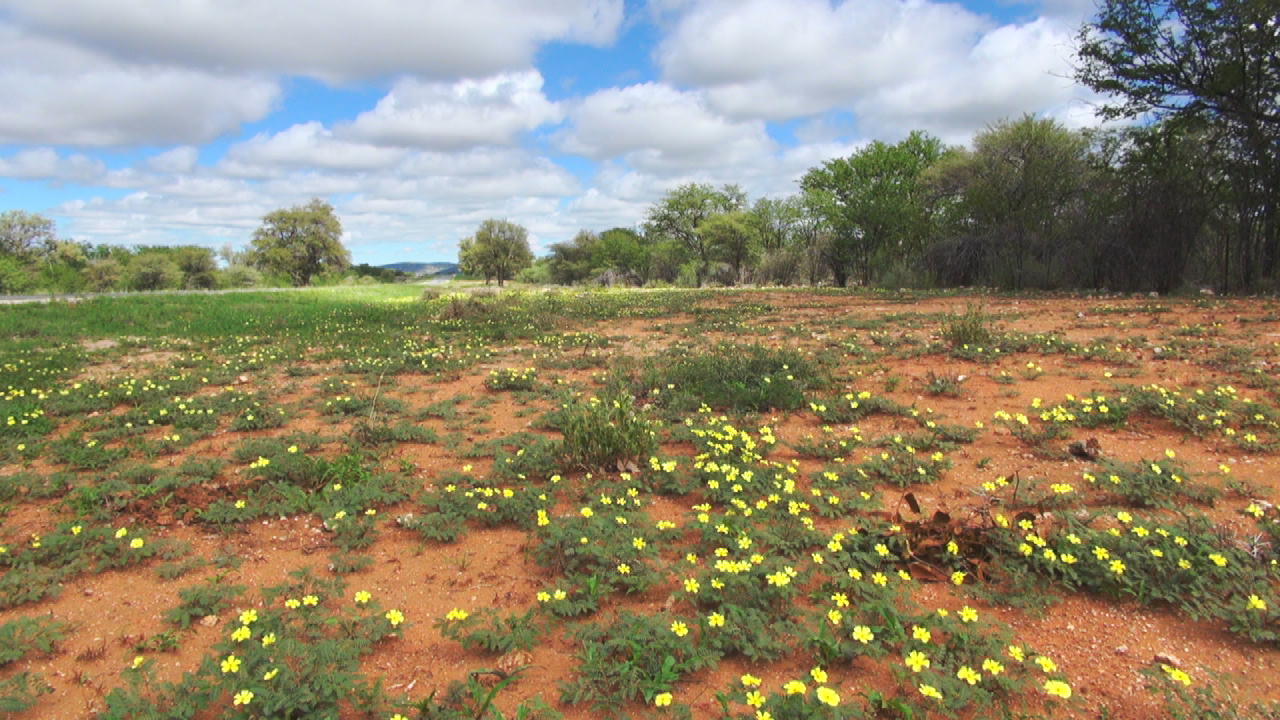 Blühende gelbe Blumen auf einem trockenen, roten Erdboden unter einem bewölkten Himmel.