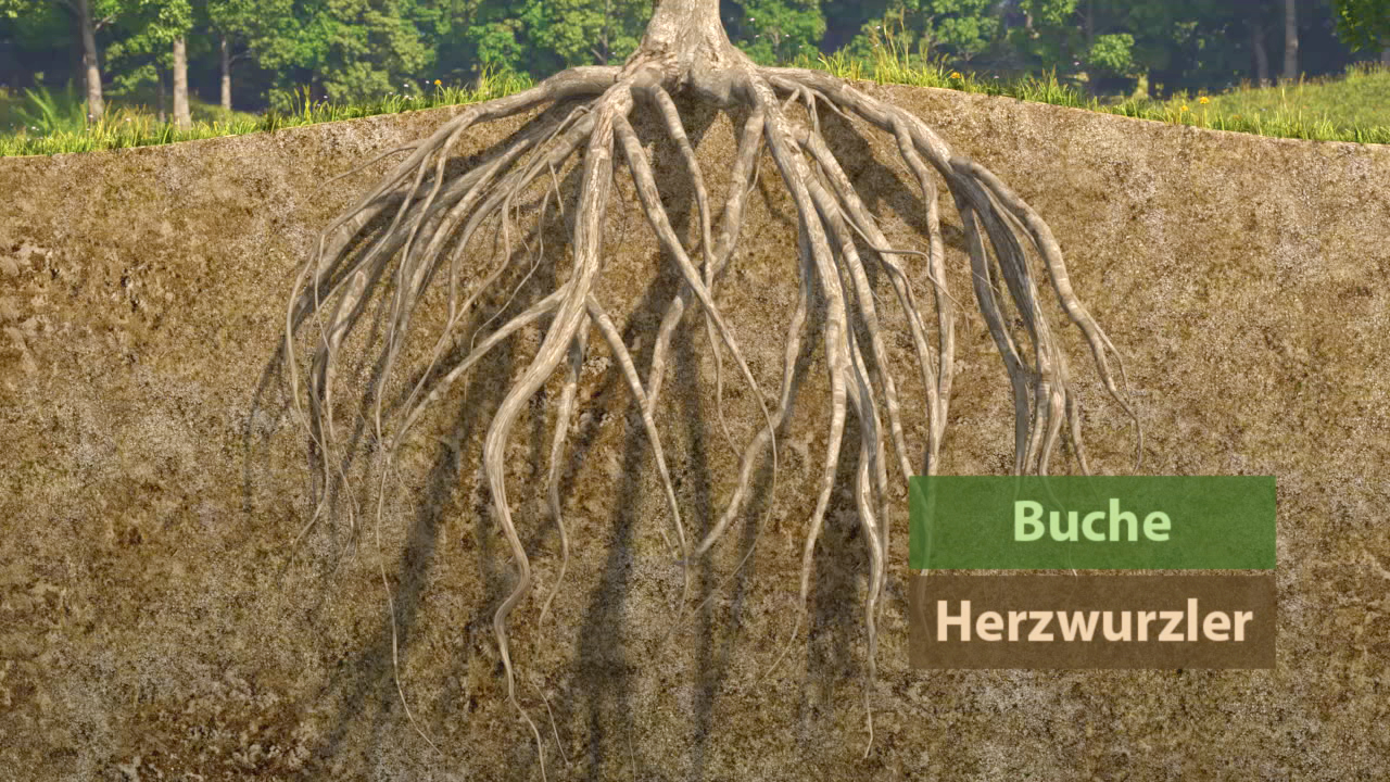 Illustration eines Baumstamms mit ausgeprägtem Wurzelsystem, beschriftet mit 'Buche' und 'Herzwurzler'.