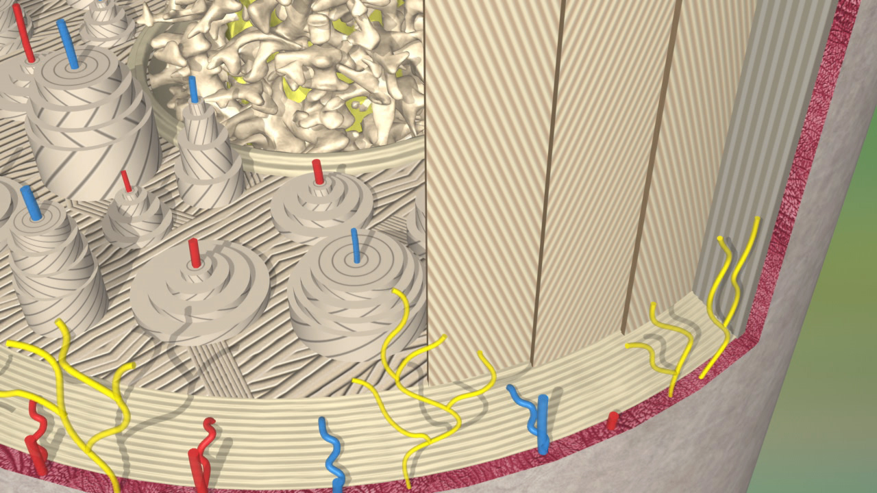 Detailansicht einer zellulären Struktur mit verschiedenen organellen und Membranbestandteilen.