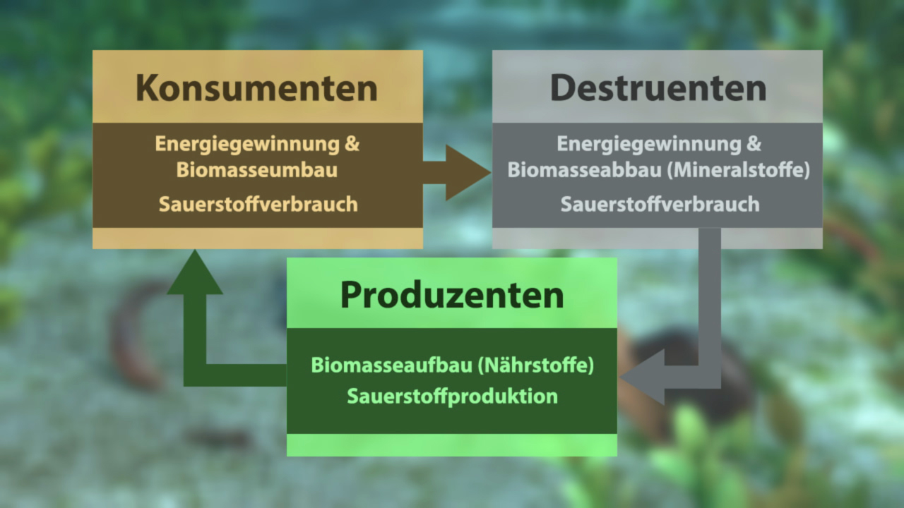 Diagramm, das die Beziehungen zwischen Konsumenten, Destruenten und Produzenten in einem Ökosystem zeigt, einschließlich Energiegewinnung und Sauerstoffverbrauch.