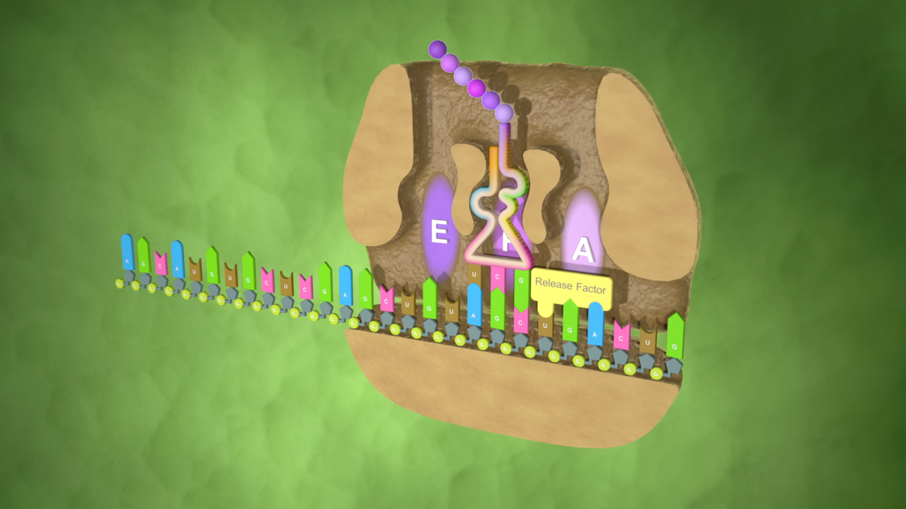 Diagramm eines biologischen Prozesses mit farbigen Strukturen, die Enzyme und Rezeptoren darstellen.