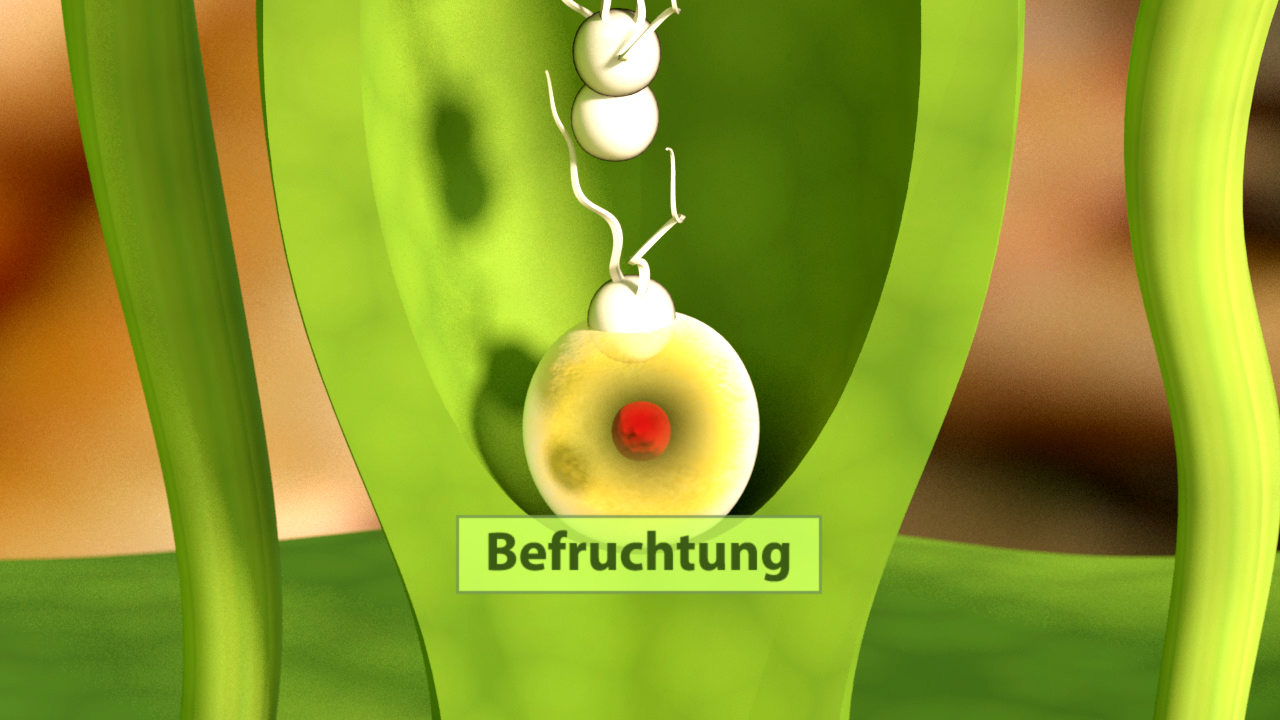 Animation zeigt den Prozess der Befruchtung mit einer Eizelle und Spermien in einer grünen Umgebung.