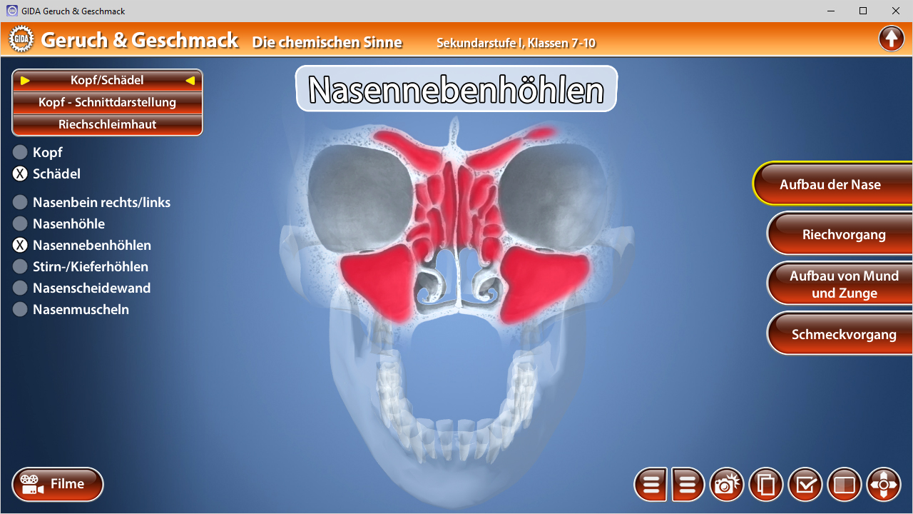 Grafik des menschlichen Schädels mit hervorgehobenen Nasennebenhöhlen und verschiedenen anatomischen Strukturen.