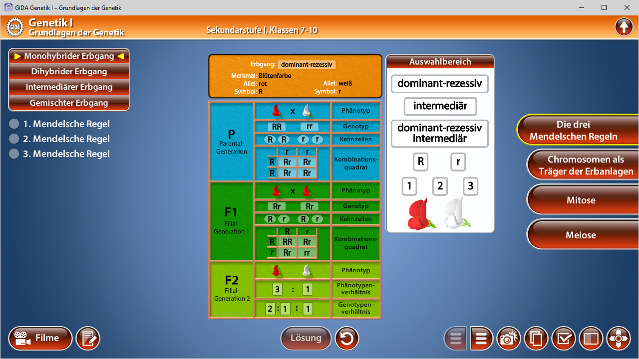 Interaktive Darstellung der Mendelschen Regeln in der Genetik mit Auswahlmöglichkeiten für Erbgangsarten.