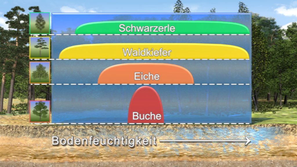 Diagramm zur Bodenfeuchtigkeit mit verschiedenen Baumarten: Schwarz-Erle, Waldkiefer, Eiche und Buche.