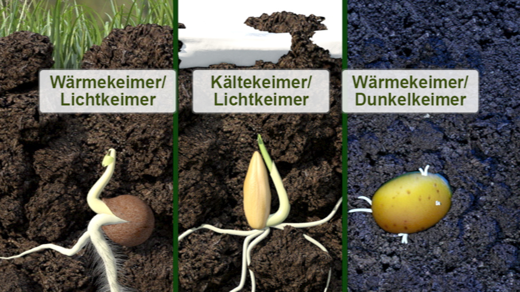 Drei Arten von Pflanzenkeimlingen: Wärmekeimer/Lichtkeimer, Kältekeimer/Lichtkeimer und Wärmekeimer/Dunkelkeimer, dargestellt in Erde.