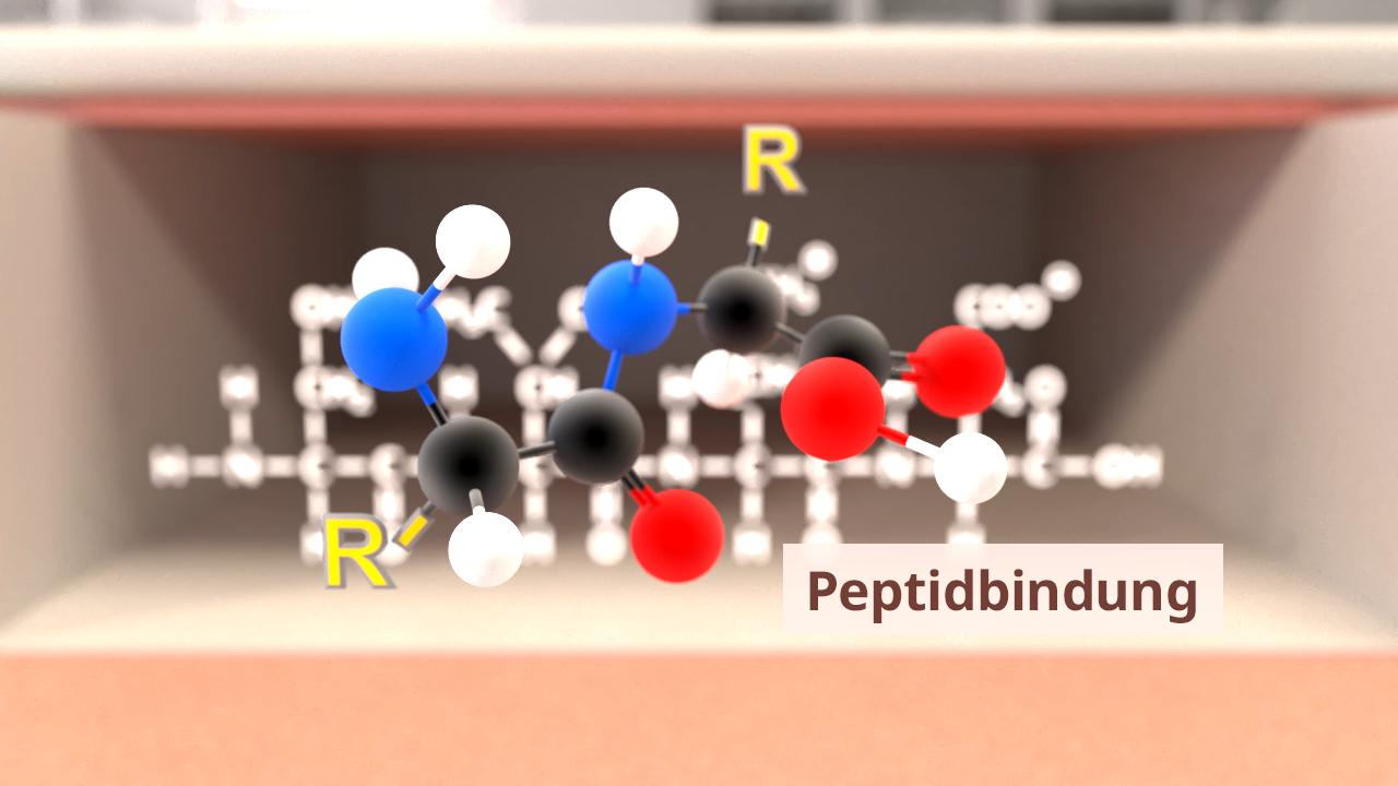 3D-Darstellung einer Peptidbindung mit farbigen Molekülen und dem Text 'Peptidbindung' im Vordergrund.
