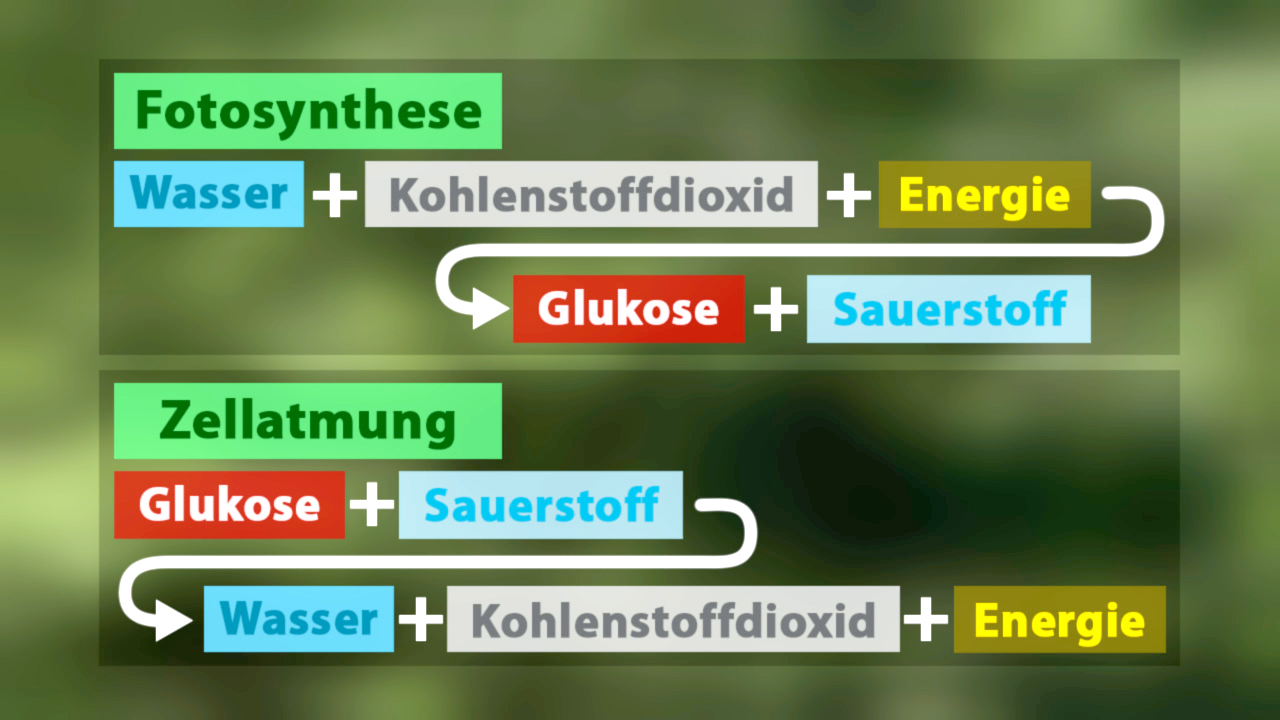 Diagramm, das die Fotosynthese und Zellatmung zeigt: Fotosynthese wandelt Wasser und Kohlendioxid in Glukose und Sauerstoff um; Zellatmung wandelt Glukose und Sauerstoff in Wasser und Kohlendioxid um.