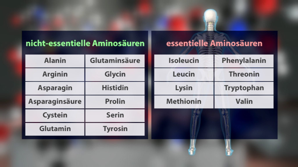 Tabelle mit nicht-essentiellen und essentiellen Aminosäuren, aufgeteilt in zwei Spalten.
